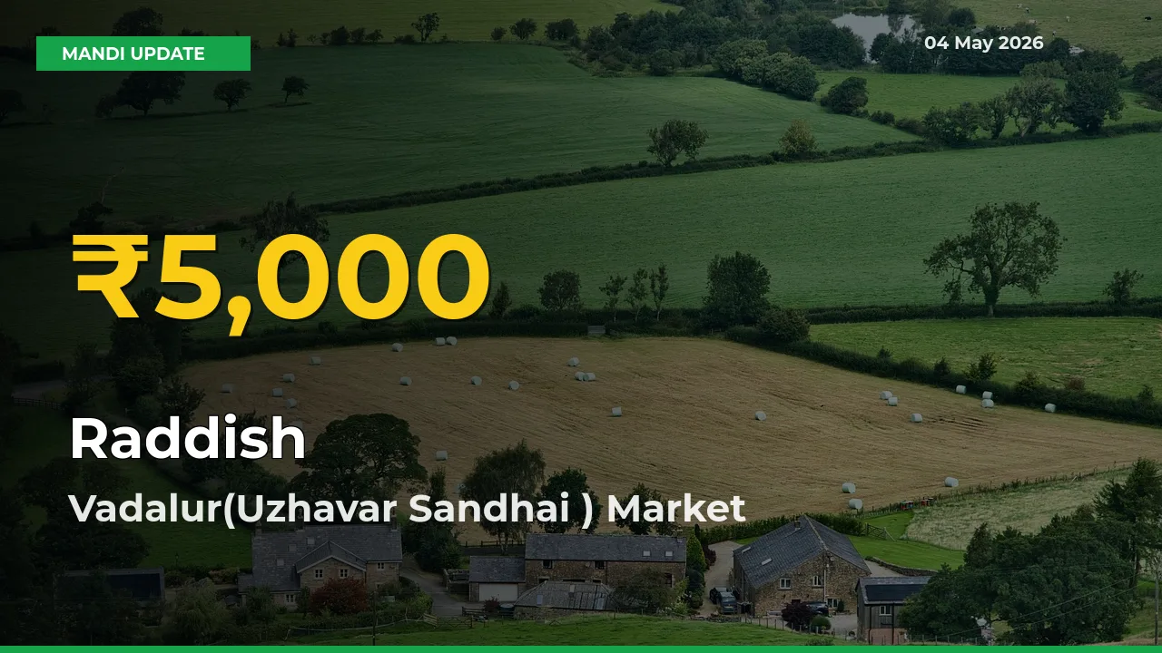 Raddish Mandi Rate Surges Today in Vadalur(Uzhavar Sandhai ) – Highest Level in 30 Days