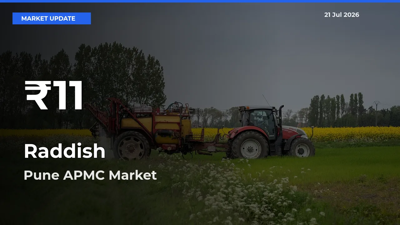 Raddish Hits 30-Day Low in Pune APMC