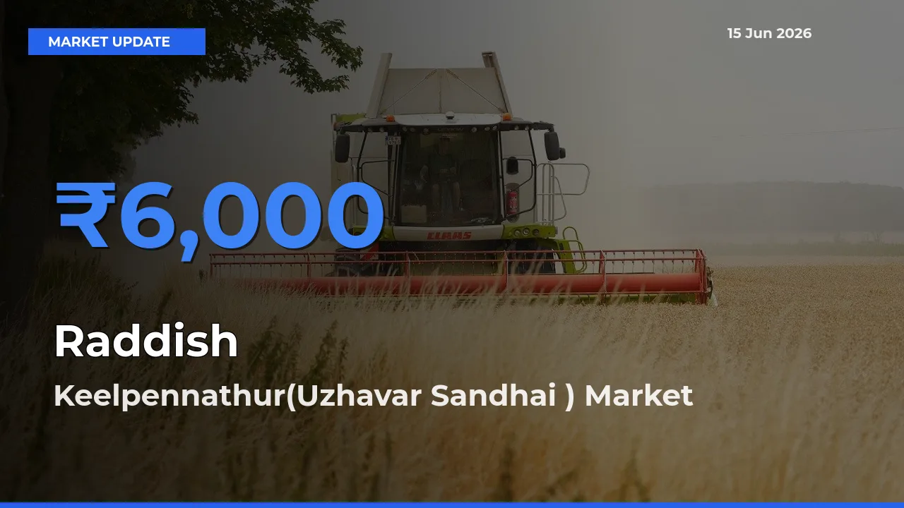 Top Performer! Keelpennathur(Uzhavar Sandhai ) Offers Best Raddish Price Today