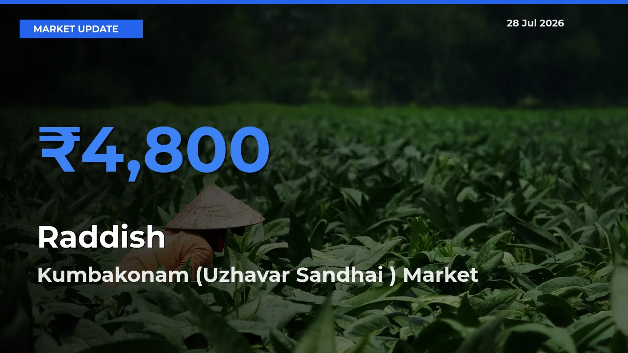 Kumbakonam (Uzhavar Sandhai ), Thanjavur, Tamil Nadu Emerges as Top Mandi for Raddish Prices Today