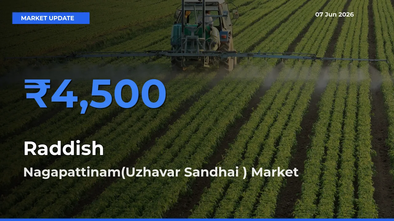 Raddish Mandi Rate Today: Nagapattinam(Uzhavar Sandhai ) Tops the List