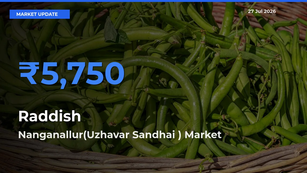 Nanganallur(Uzhavar Sandhai ), Chengalpattu, Tamil Nadu Tops Raddish Rates – July 27 Market Update