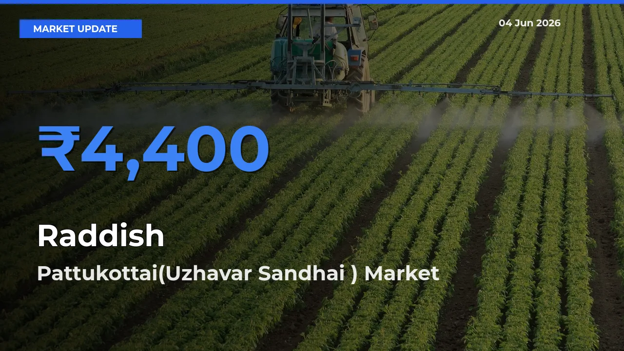 Pattukottai(Uzhavar Sandhai ) Leads as Top Mandi for Raddish Prices