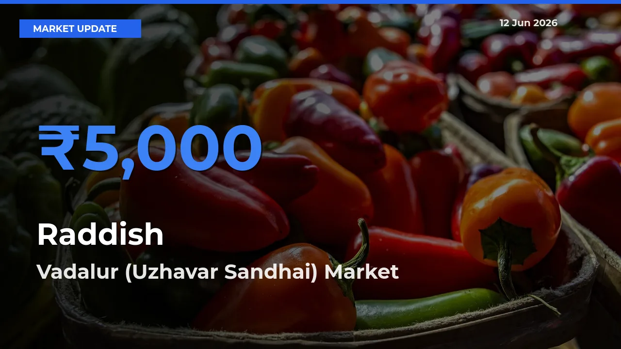 Top Performer! Vadalur (Uzhavar Sandhai) Offers Best Raddish Price Today