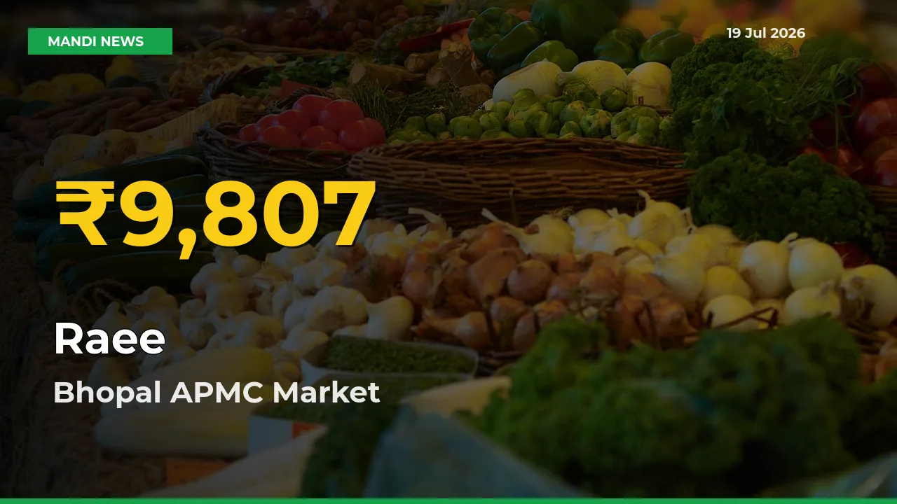 Raee Prices Soar to Record High in Bhopal APMC – Farmers Alert Today