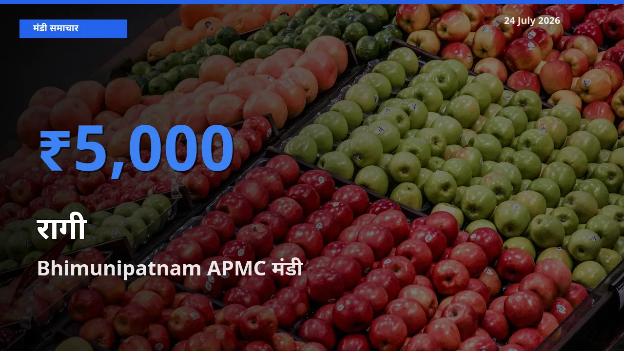 बाज़ार संकेत: Bhimunipatnam APMC बना रागी के लिए आज की टॉप मंडी