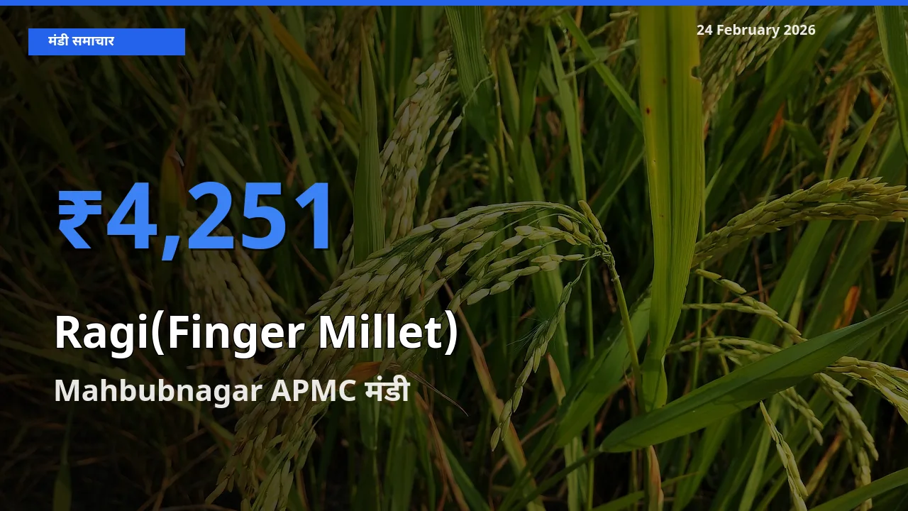 Mahbubnagar APMC मंडी में आज Ragi(Finger Millet) के सबसे ऊँचे दाम दर्ज