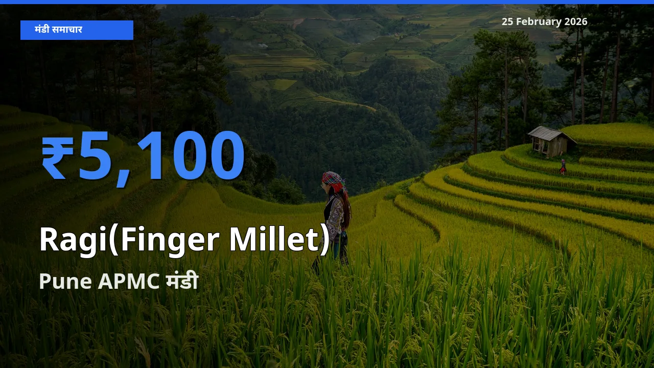 Pune APMC में Ragi(Finger Millet) का आज सबसे ऊँचा भाव