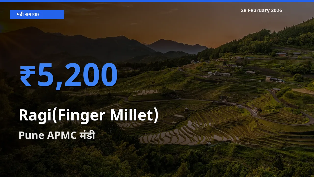 किसानों की पसंद बना Pune APMC, Ragi(Finger Millet) के सबसे अच्छे दाम