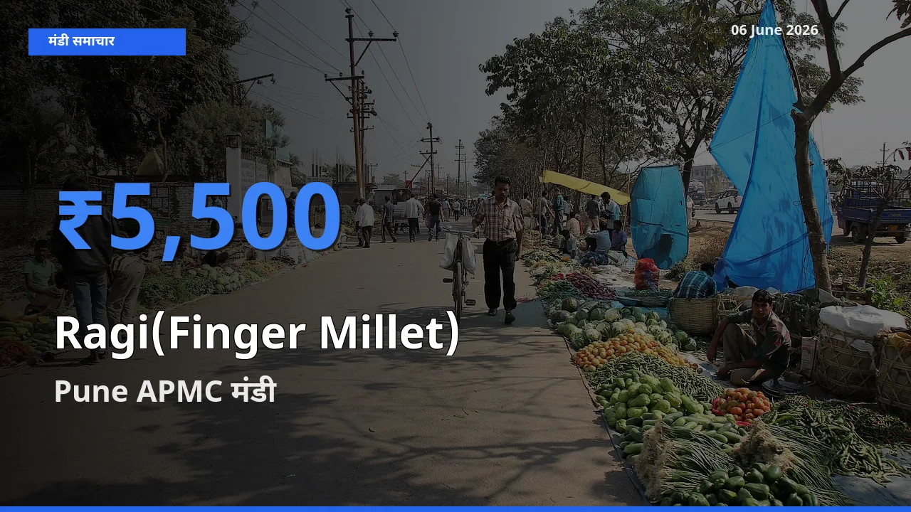 Pune APMC में रागी का आज सबसे ऊँचा भाव