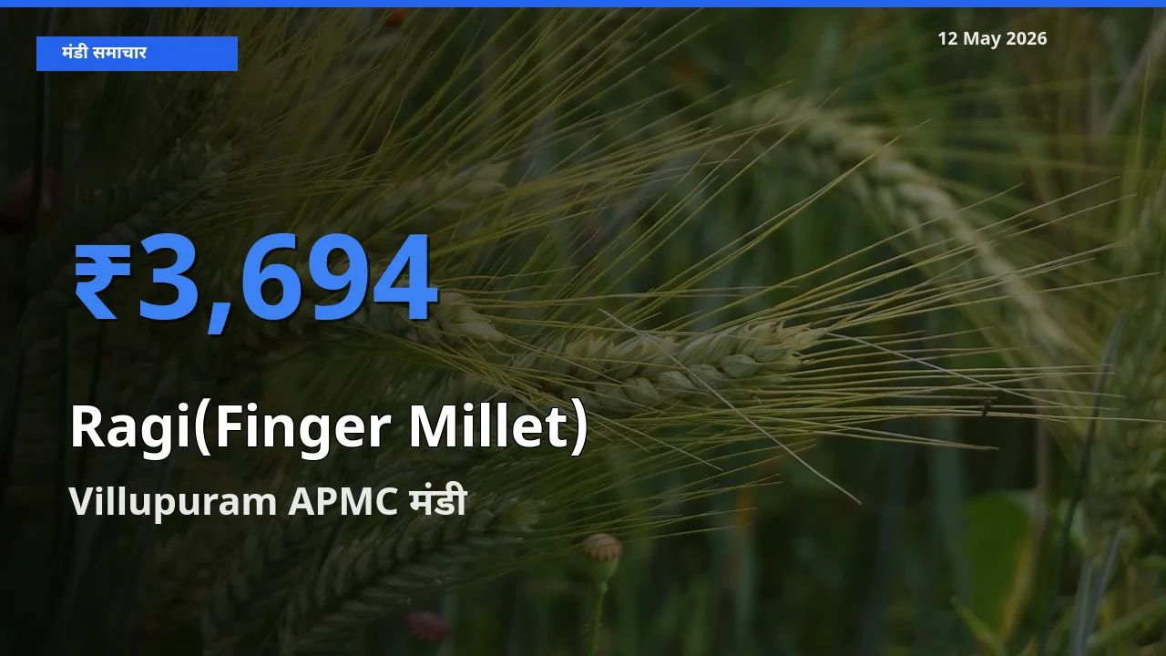 टॉप मंडी बना Villupuram APMC! रागी के सबसे ऊँचे दाम यहीं दर्ज