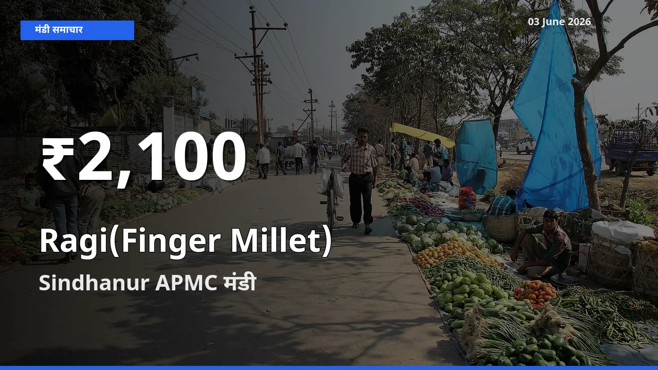 रिकॉर्ड गिरावट नहीं, लेकिन 30 दिन का न्यूनतम! Sindhanur APMC में रागी के दाम फिसले