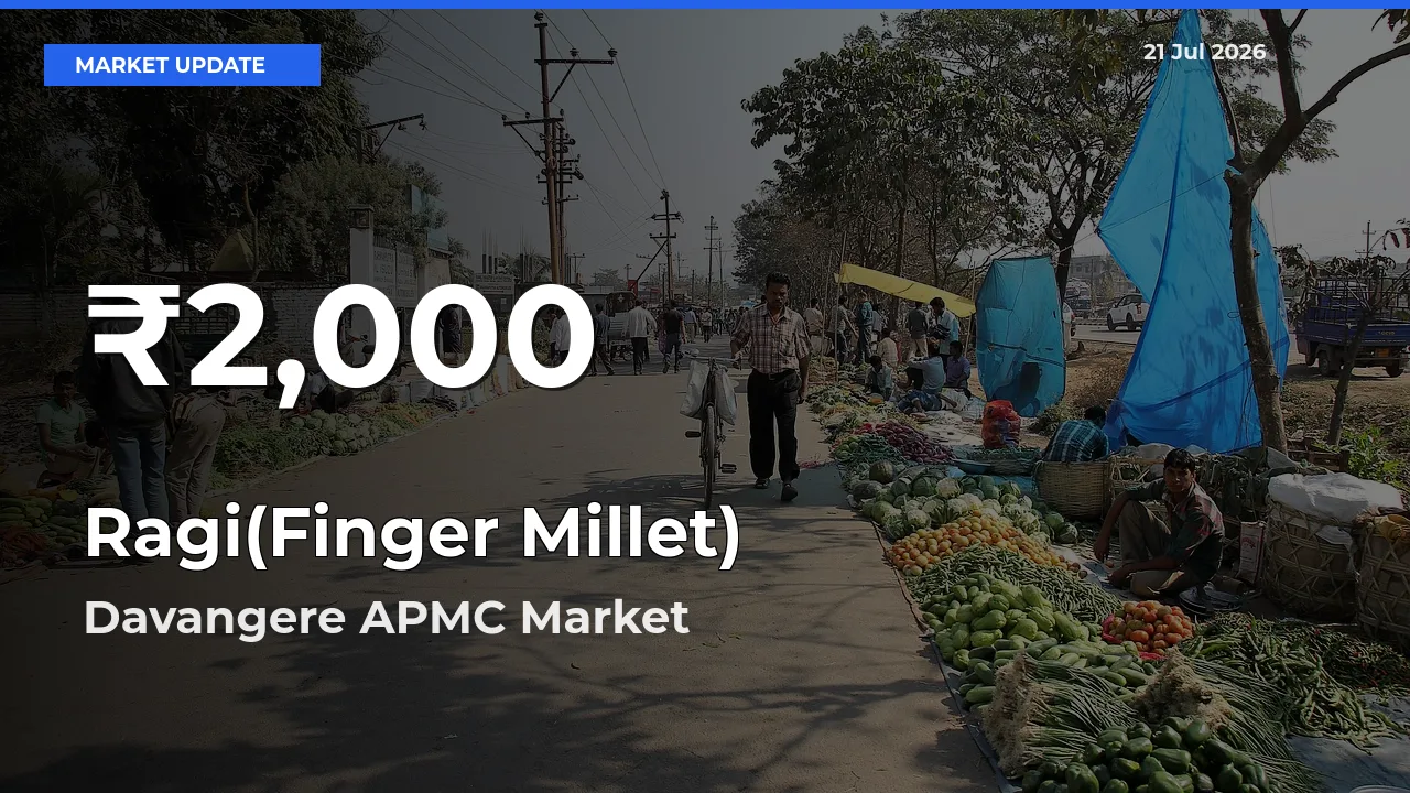 Sharp Fall! Ragi(Finger Millet) Prices Drop to 30-Day Low in Davangere APMC