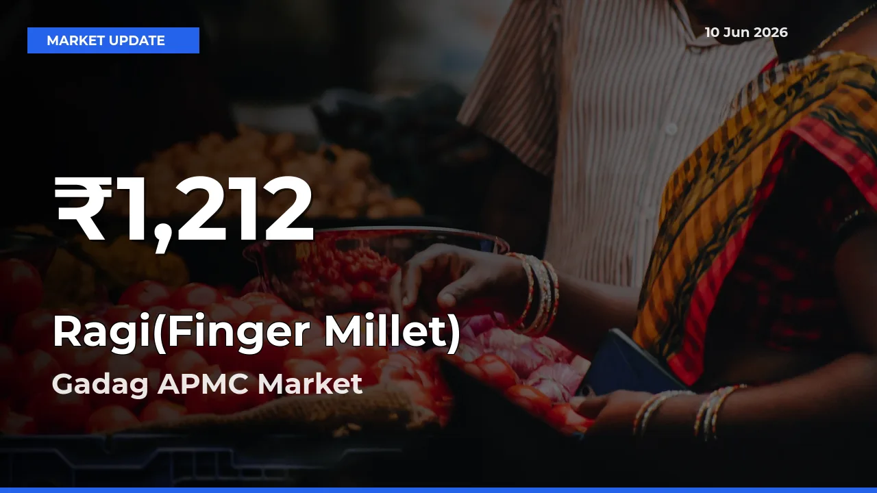 Farmers Concerned as Ragi(Finger Millet) Hits 30-Day Low in Gadag APMC