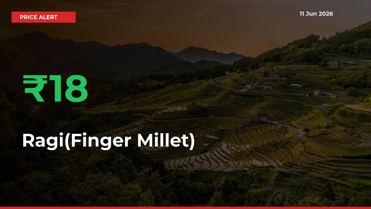 Ragi(Finger Millet) Mandi Rate Today: Prices Jump 17.95% at Market