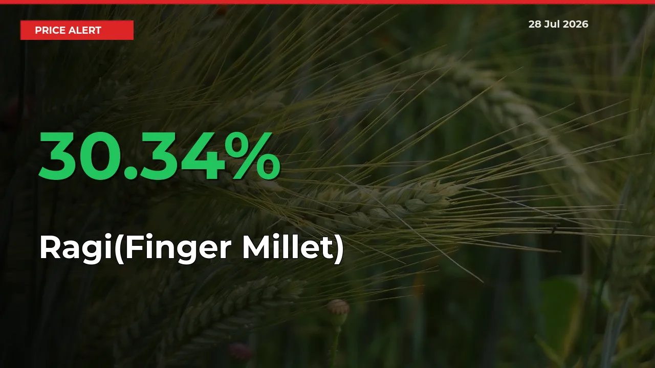 This Mandi Records 30.34% Jump in Ragi(Finger Millet) Prices