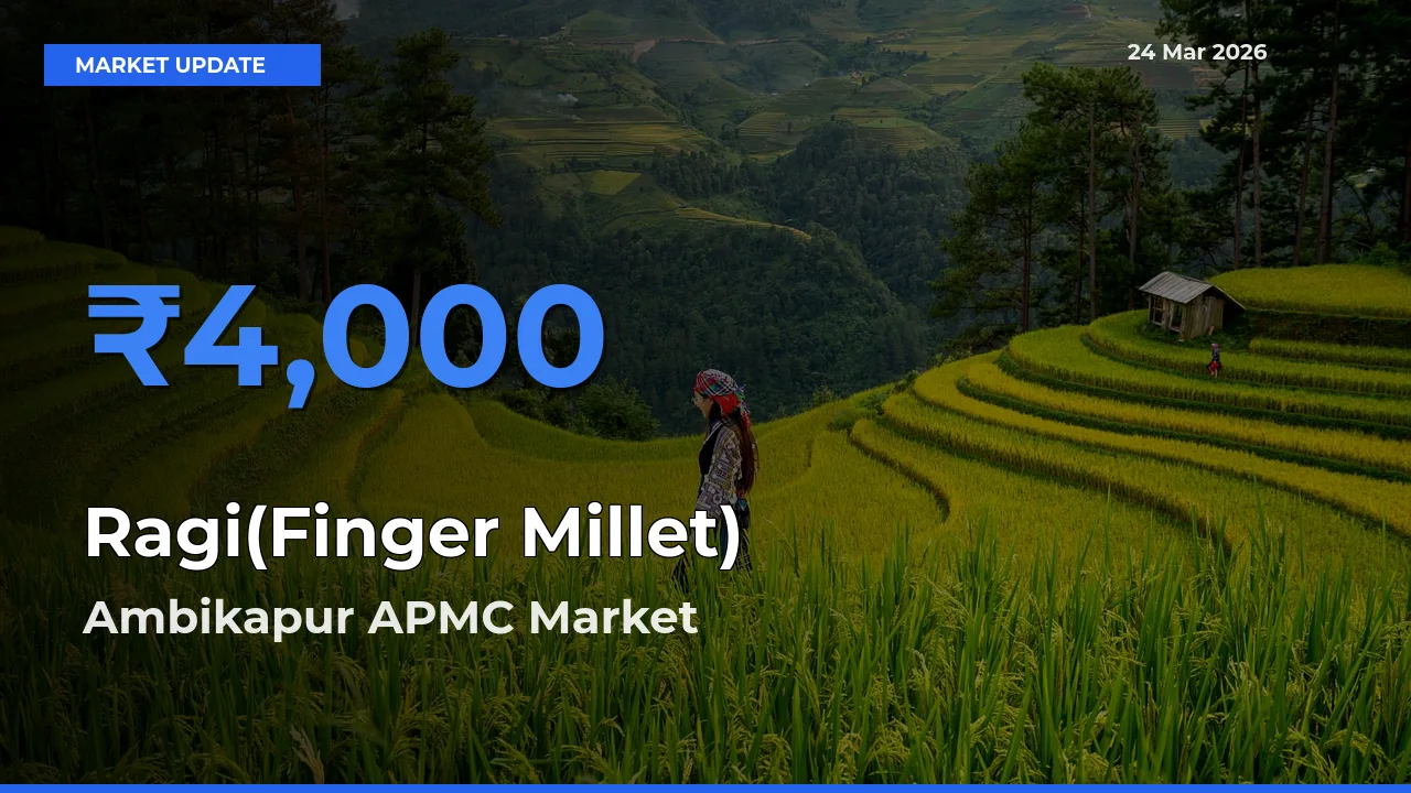 Ambikapur APMC Records Highest ₹4,000 Rate for Ragi(Finger Millet)