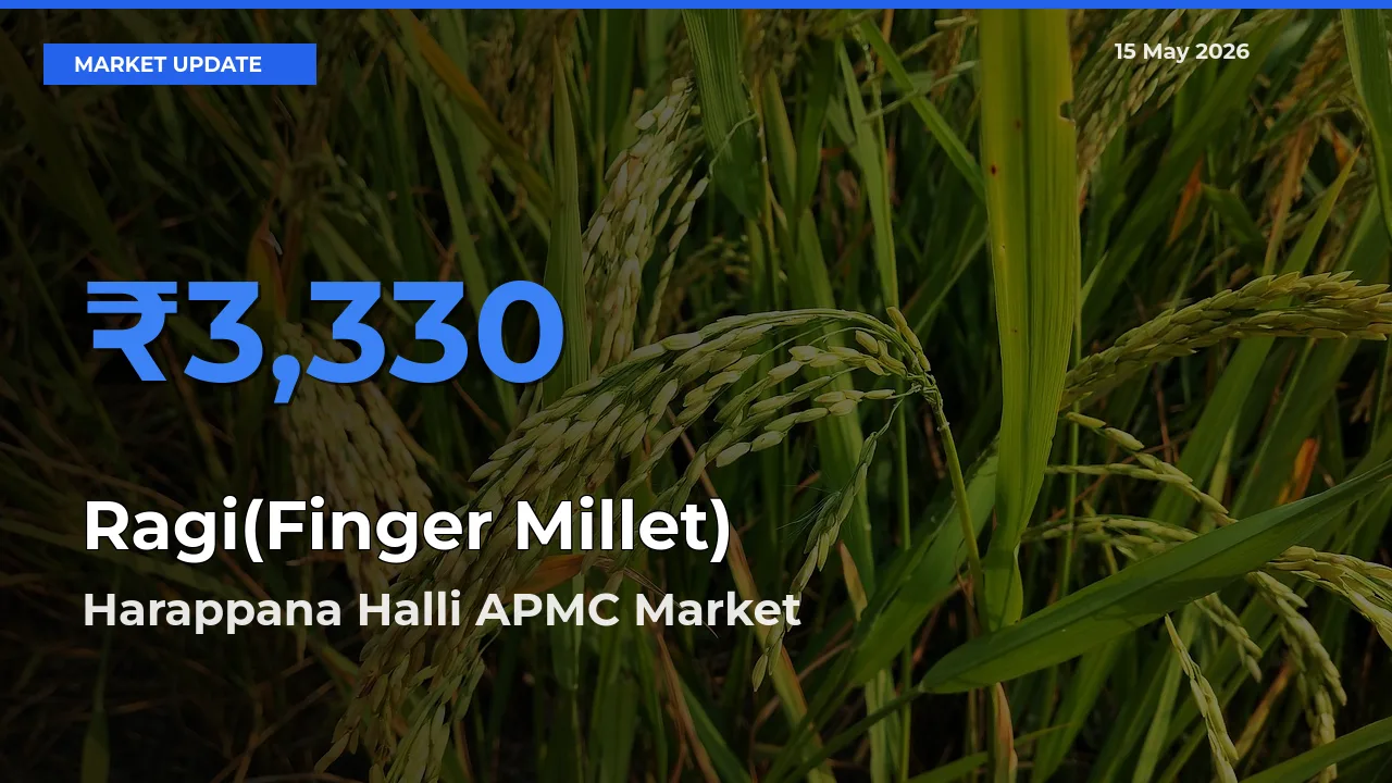 Harappana Halli APMC Emerges as Top Mandi for Ragi(Finger Millet) Prices Today
