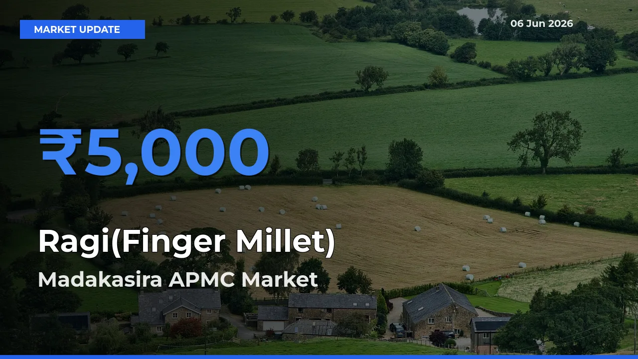 Madakasira APMC Tops Ragi(Finger Millet) Rates – June 06 Market Update