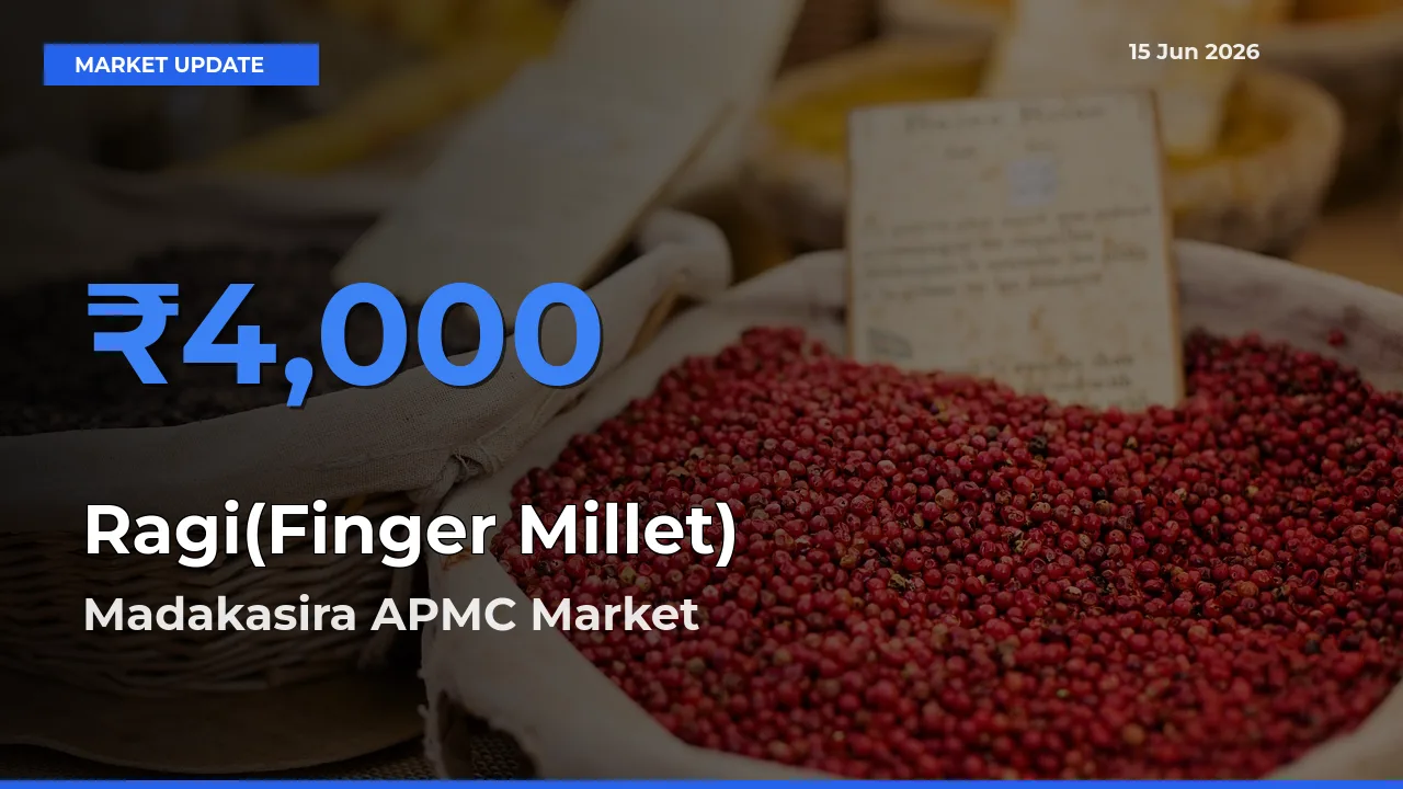 Madakasira APMC Records Highest ₹4,000 Rate for Ragi(Finger Millet)