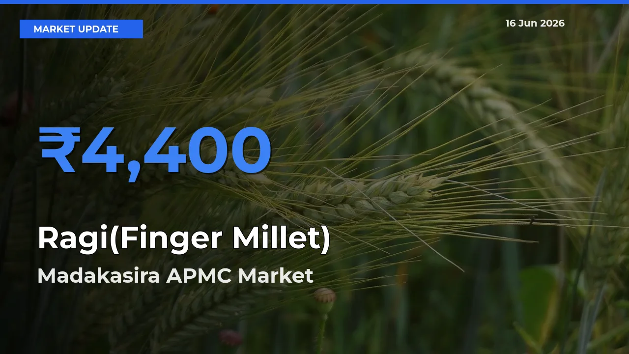 Madakasira APMC Offers ₹4,400 – Highest Ragi(Finger Millet) Rate Today