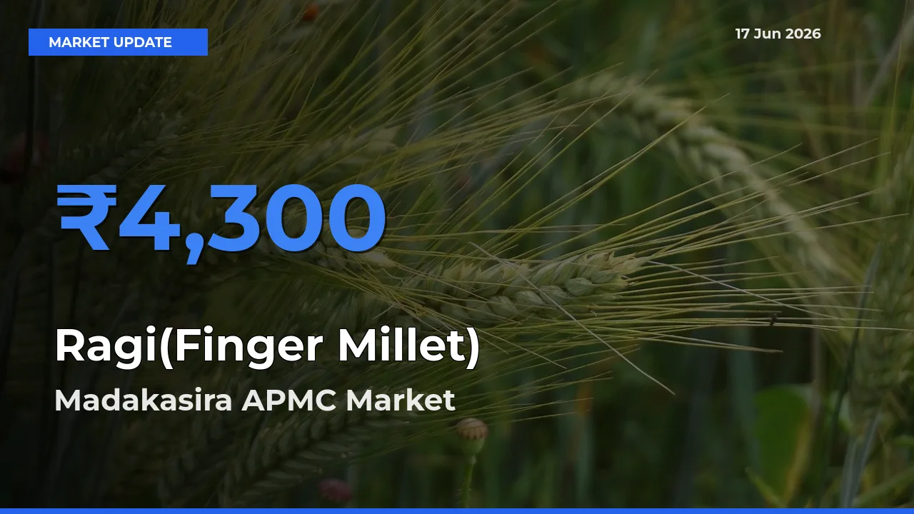 Farmers Prefer Madakasira APMC as Ragi(Finger Millet) Hits Highest Rate