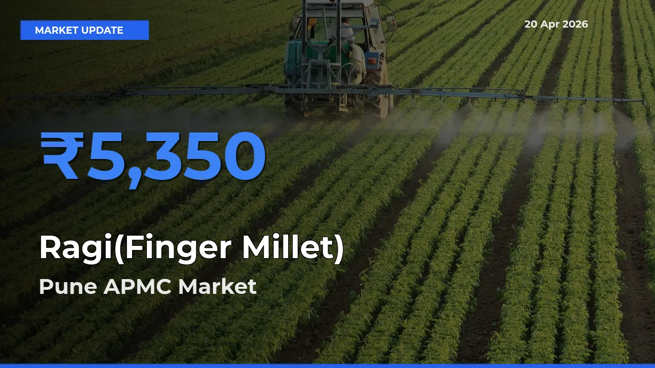 Pune APMC Offers ₹5,350 – Highest Ragi(Finger Millet) Rate Today