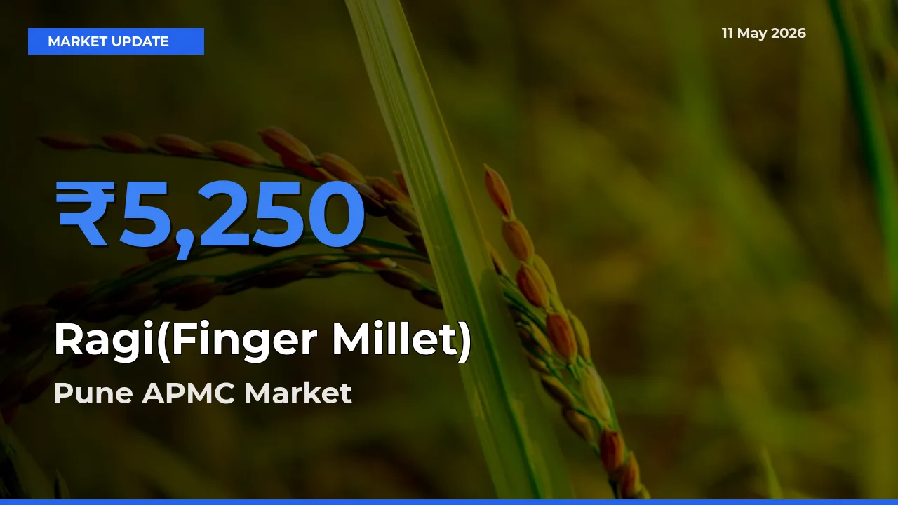 Pune APMC Records Highest ₹5,250 Rate for Ragi(Finger Millet)
