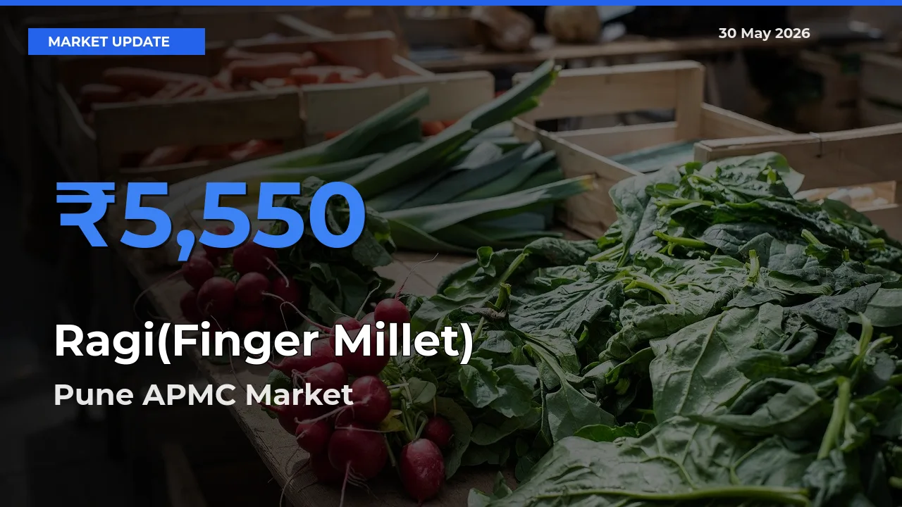 Top Performer! Pune APMC Offers Best Ragi(Finger Millet) Price Today