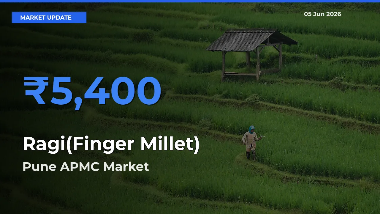Ragi(Finger Millet) Mandi Rate Today: Pune APMC Tops the List