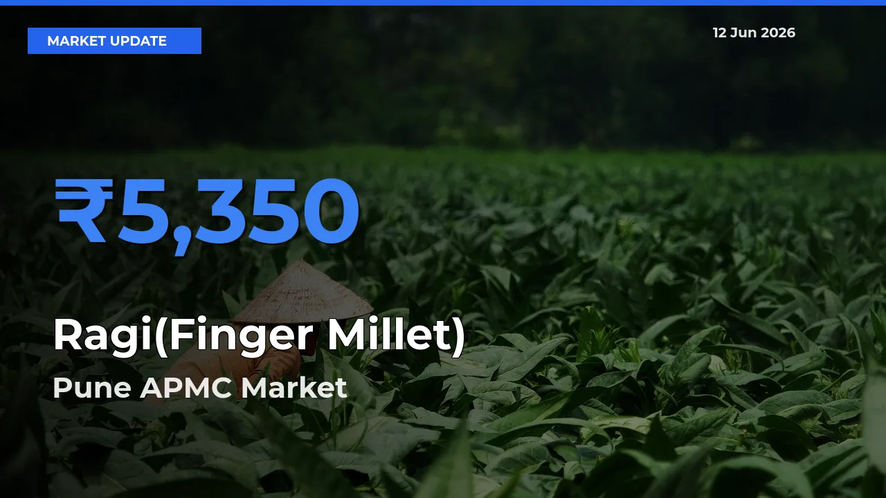 Farmers Prefer Pune APMC as Ragi(Finger Millet) Hits Highest Rate
