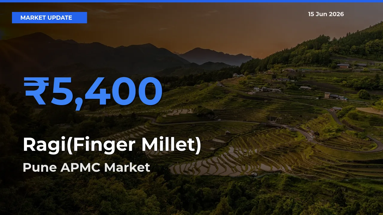 Pune APMC Emerges as Top Mandi for Ragi(Finger Millet) Prices Today