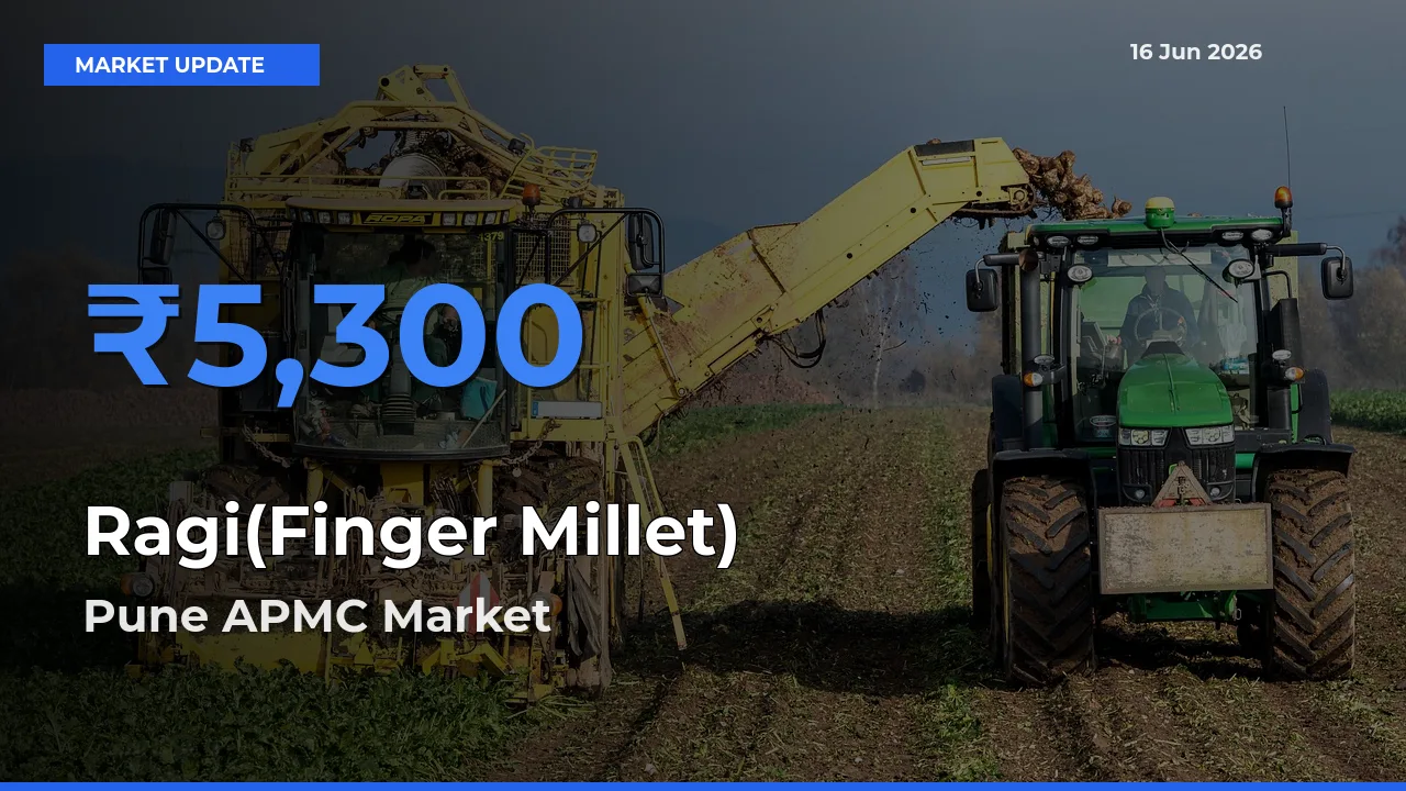 Pune APMC Leads as Top Mandi for Ragi(Finger Millet) Prices