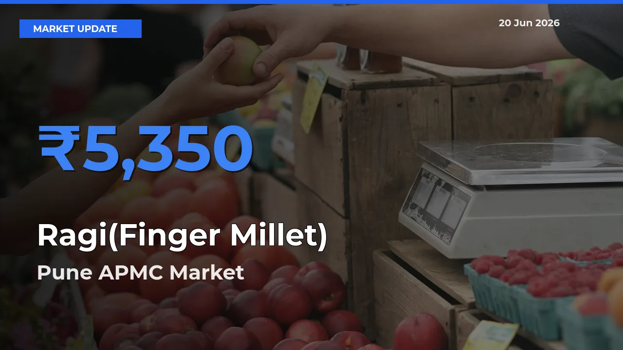Pune APMC Records Highest ₹5,350 Rate for Ragi(Finger Millet)