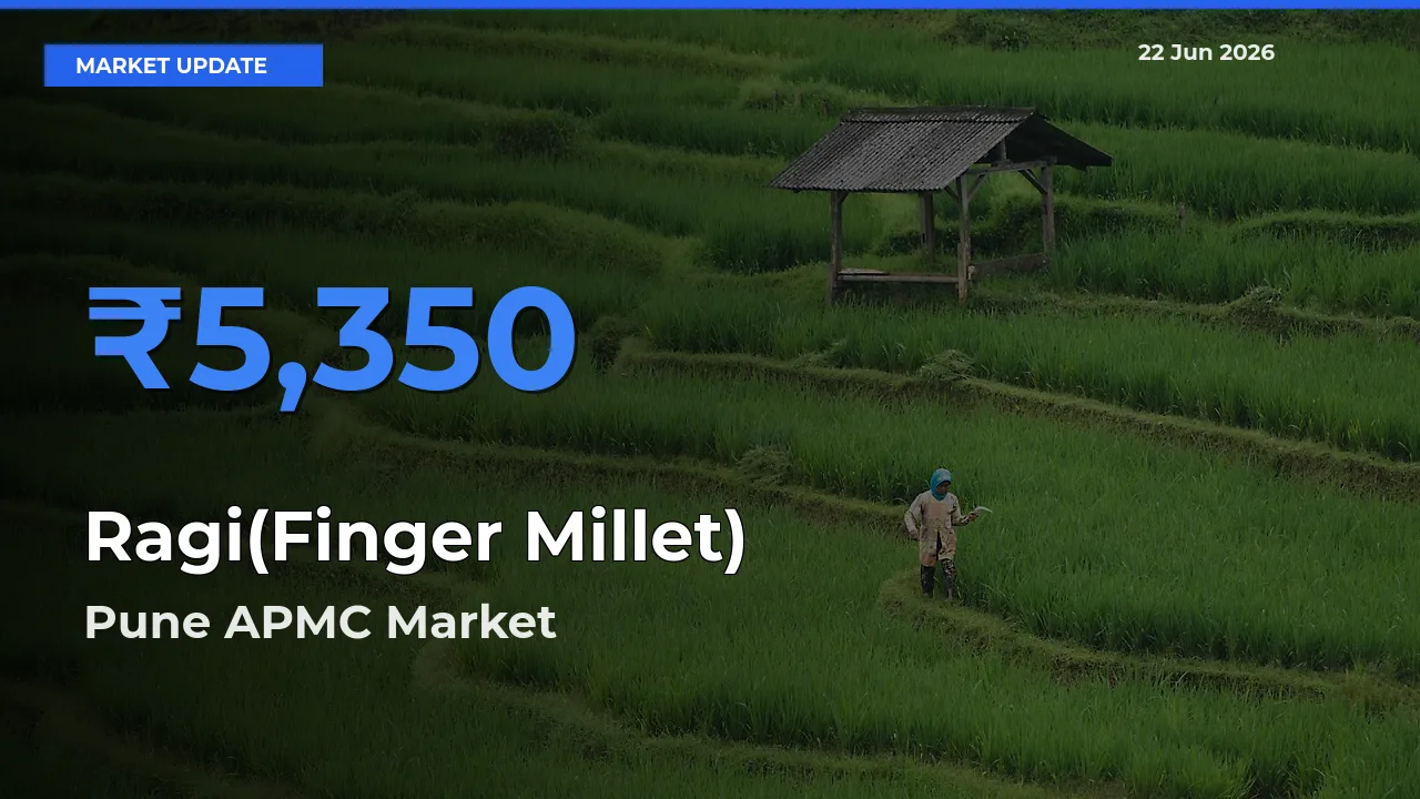 Farmers Prefer Pune APMC as Ragi(Finger Millet) Hits Highest Rate