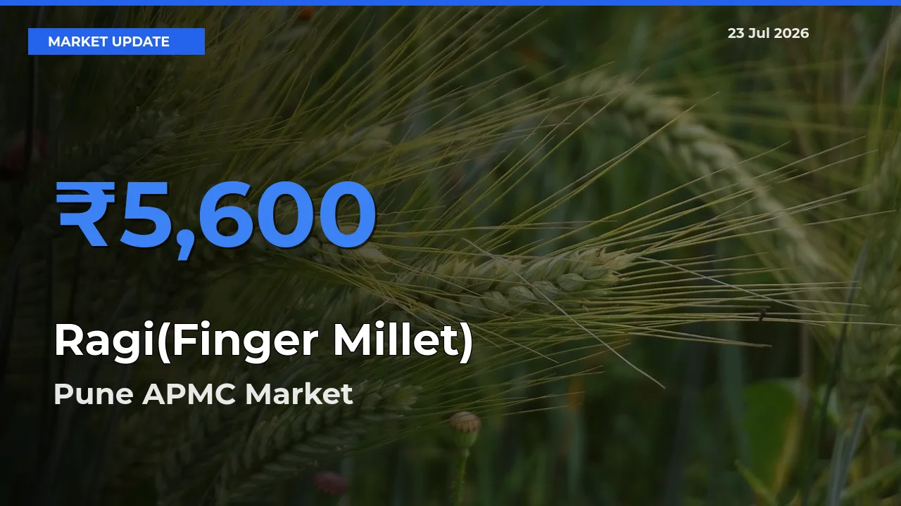 Pune APMC Tops Ragi(Finger Millet) Mandi Rates Today