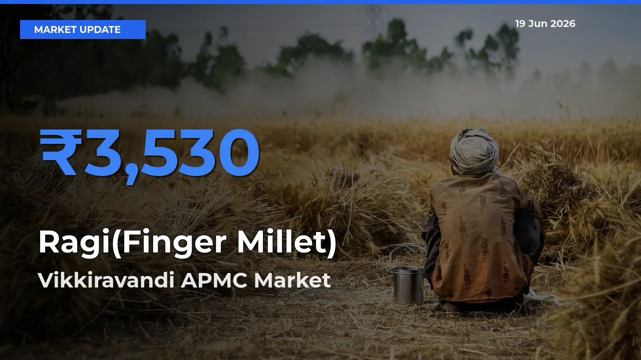 Market Watch: Vikkiravandi APMC Becomes Top Mandi for Ragi(Finger Millet)