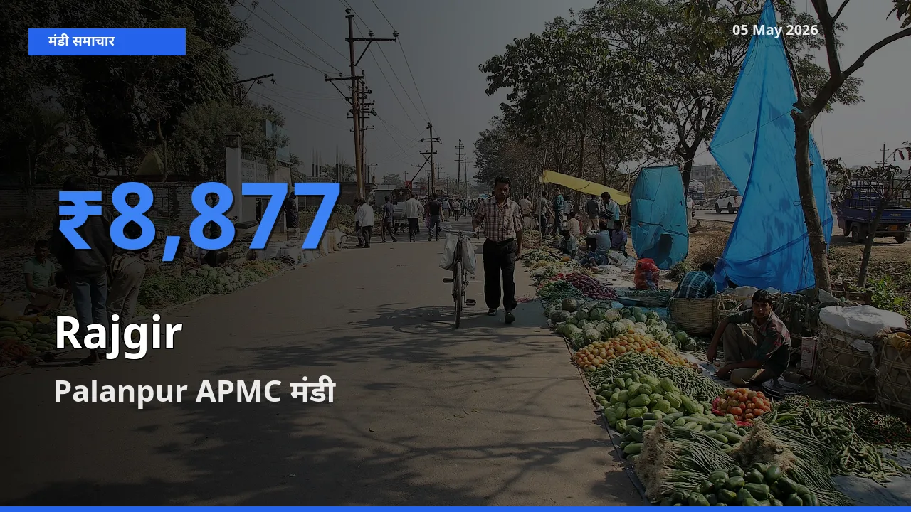 किसानों की पसंद बना Palanpur APMC, राजगीर के सबसे अच्छे दाम