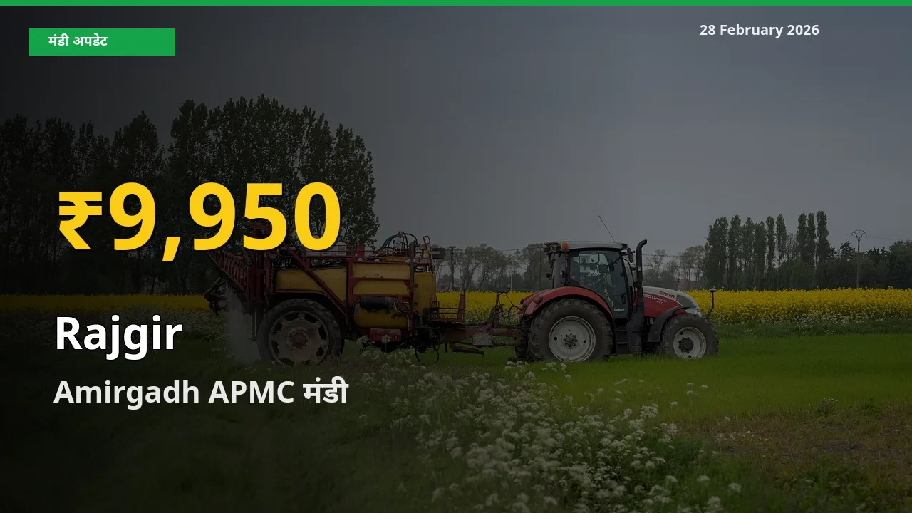28 February अपडेट: Amirgadh APMC में Rajgir के दाम रिकॉर्ड स्तर पर