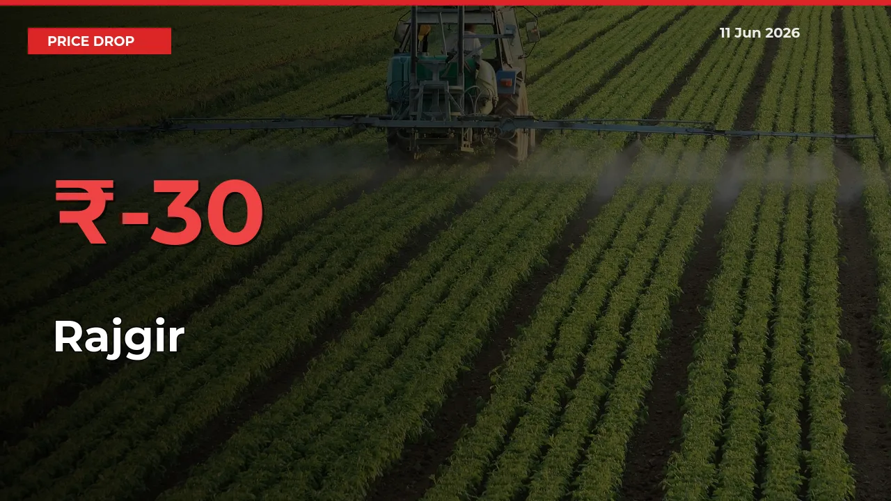 Rajgir Prices Drop 30.03% – June 11 Market Update from Mandis