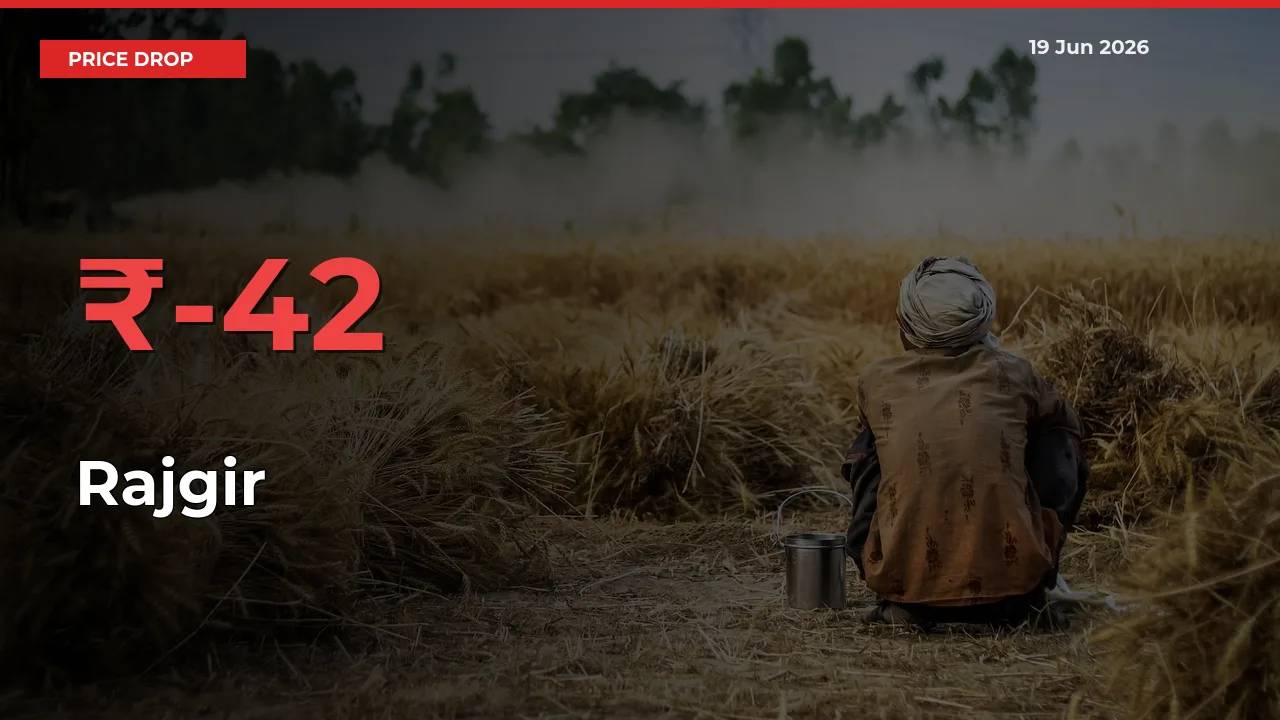 Sharp Fall! Rajgir Prices Plunge 41.89% in a Day at Key Mandis