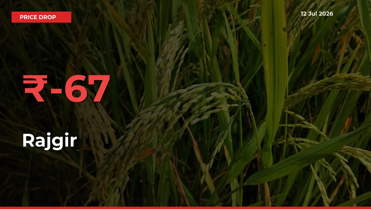 Rajgir Prices Drop 67% in 24 Hours at Major Mandis