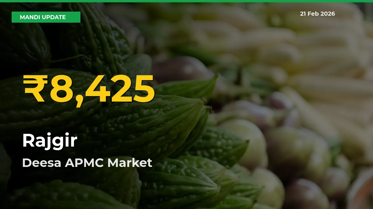 Deesa APMC Leads as Rajgir Hits Highest Rate – February 21 Update