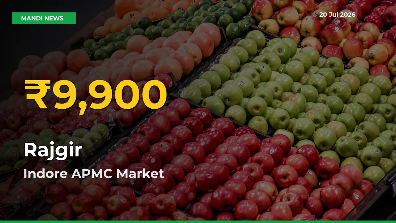 Fresh Record! Rajgir Price Climbs to New High in Indore APMC
