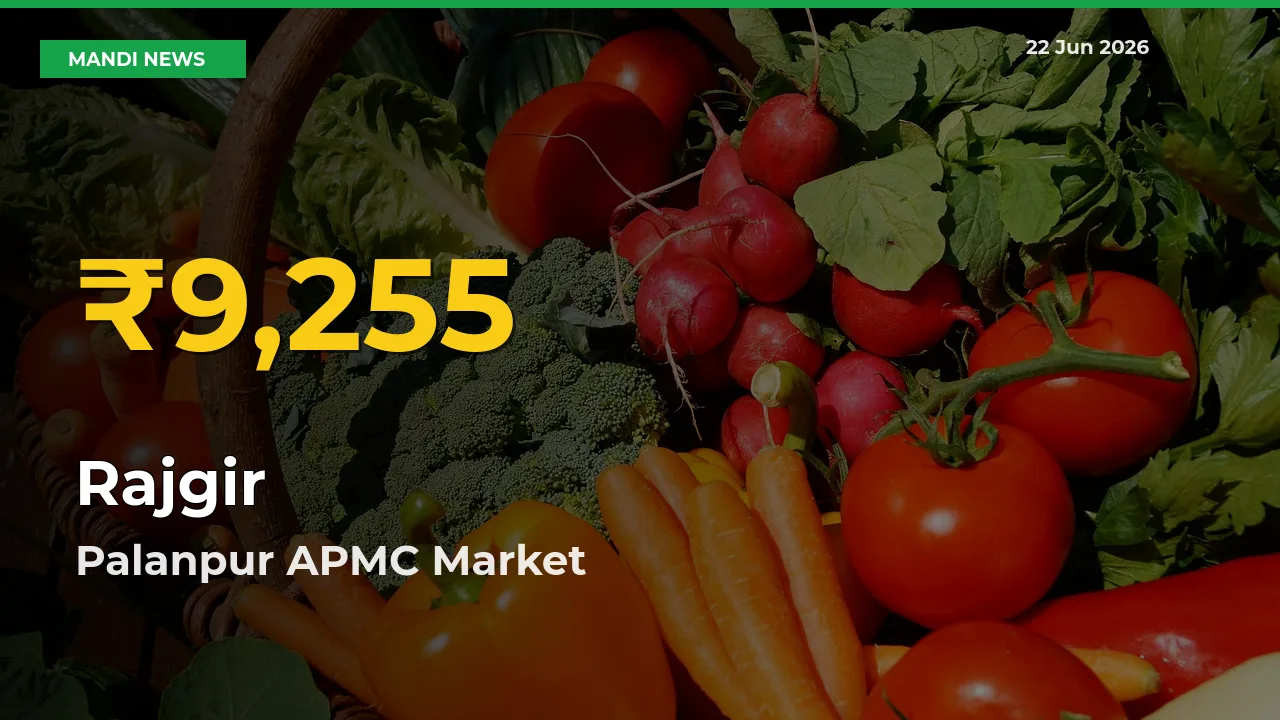 Why Rajgir Prices Are Climbing in Palanpur APMC – Today’s New High Explained