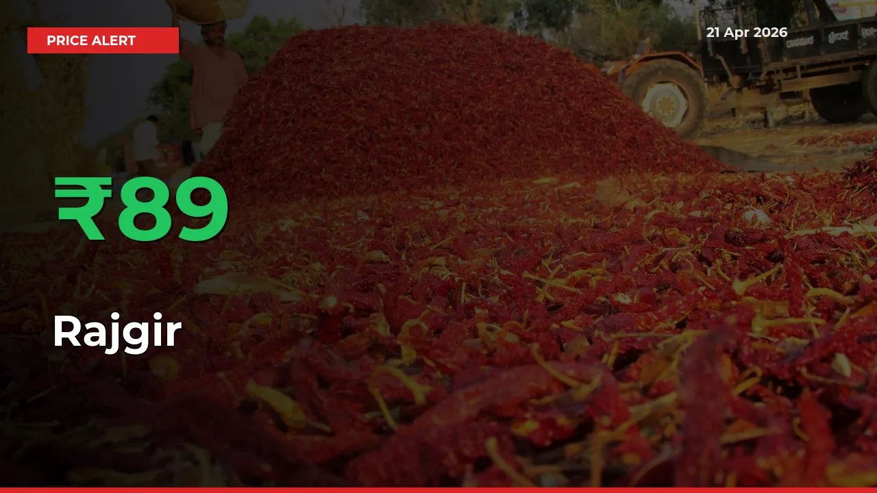 Rajgir Mandi Rate Today: Prices Jump 89.25% at Market
