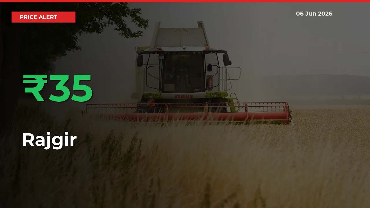 35.04% Spike in Rajgir Prices – Mandi Sees Sudden Rally