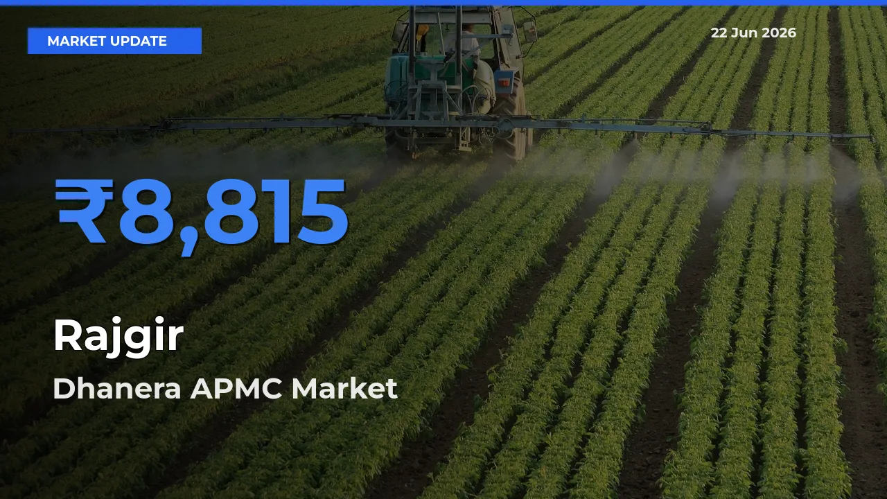Dhanera APMC Tops Rajgir Rates – June 22 Market Update