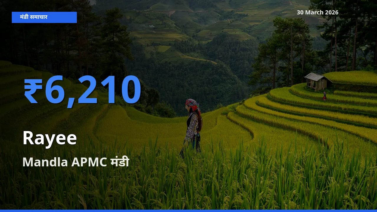Mandla APMC मंडी में राई ₹6,210 पर पहुँचा – आज का सर्वोच्च भाव