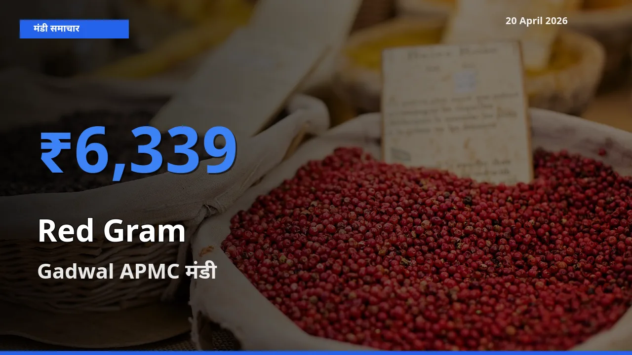 आज अरहर के सबसे ऊँचे दाम ₹6,339 Gadwal APMC मंडी में